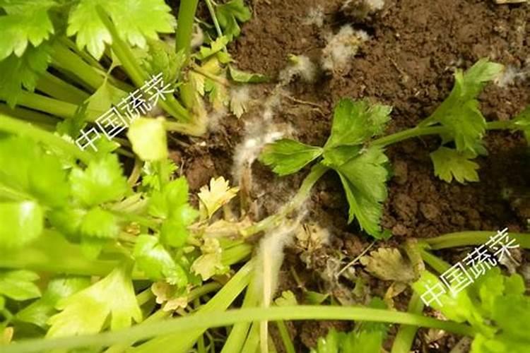 芹菜菌核病是芹菜主要病害,芹菜菌核病什么条件下容易发生？