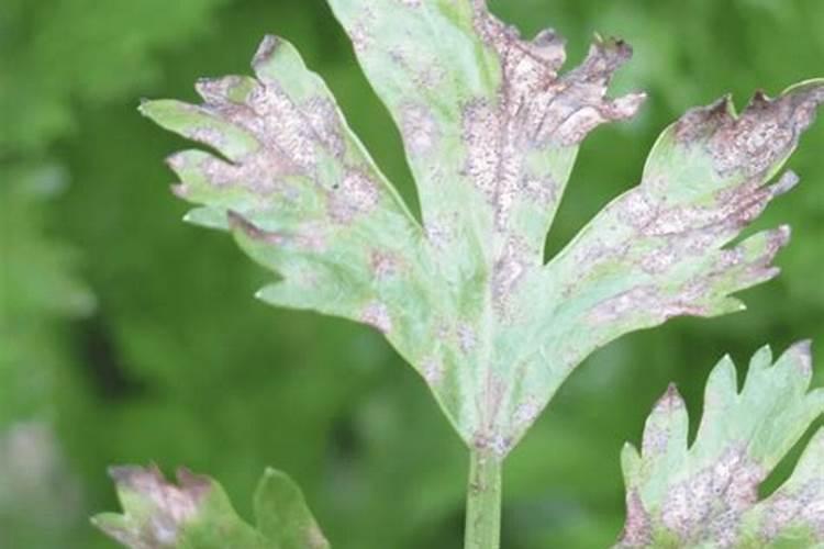 芹菜易发生哪几种病害,如何防治？