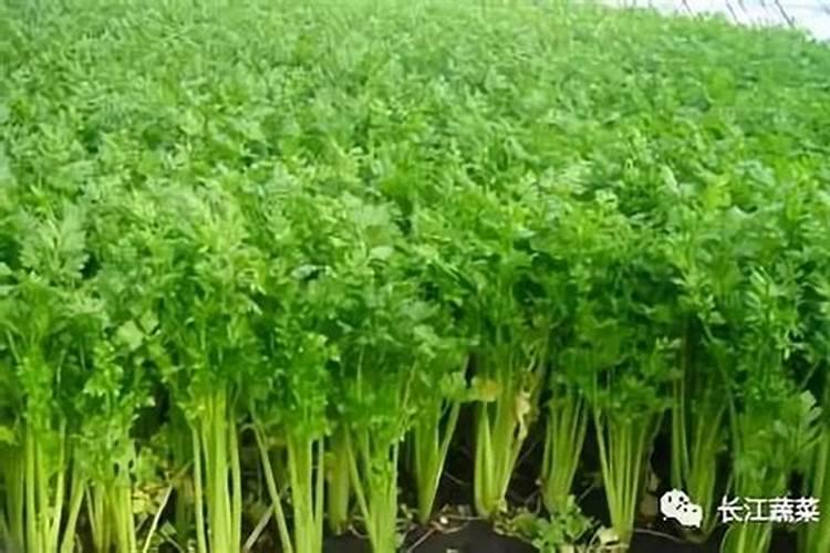 芹菜栽培关键技术 芹菜种植组要注意什么