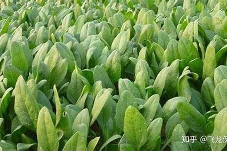 请问老师菠菜发黄什么原因
