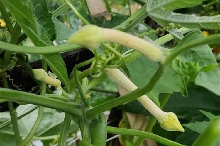 丝瓜小瓜变黄最快解决方法