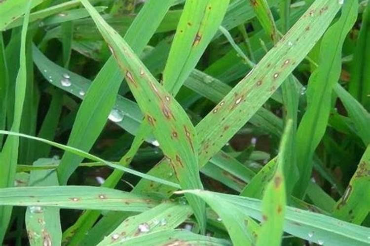 治疗水稻稻瘟病的农药有哪些