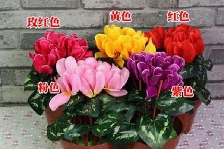 什么样的肥料才适合种仙客来