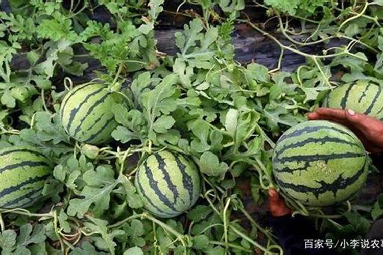 露天西瓜底肥怎么施