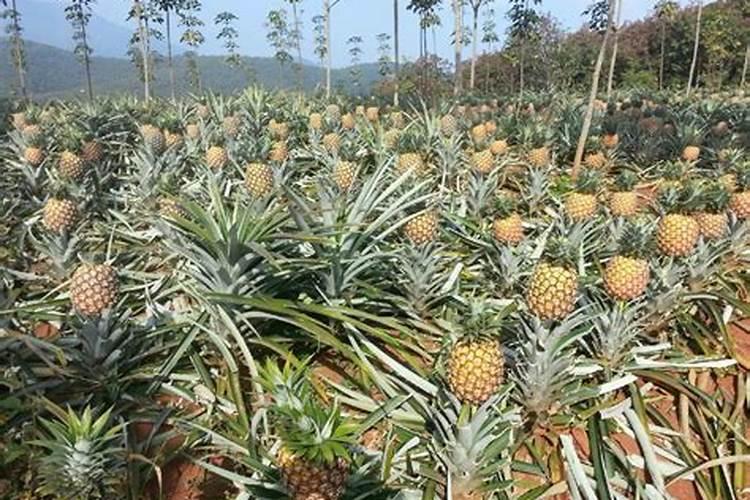 菠萝种植如何实现高产