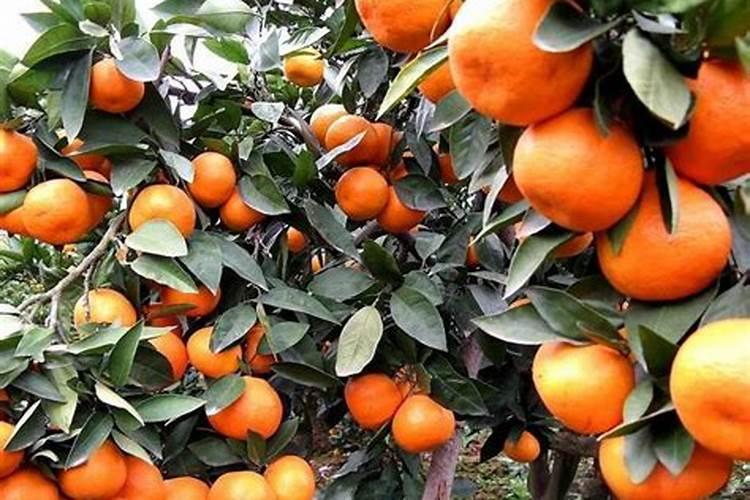 春天柑橘小树一次施多少尿素好