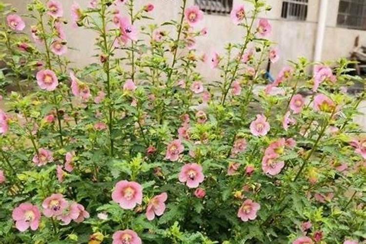 小木槿怎样变身开花树？