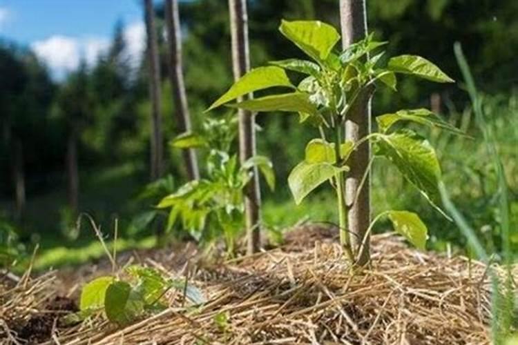 辣椒苗能施复合肥吗