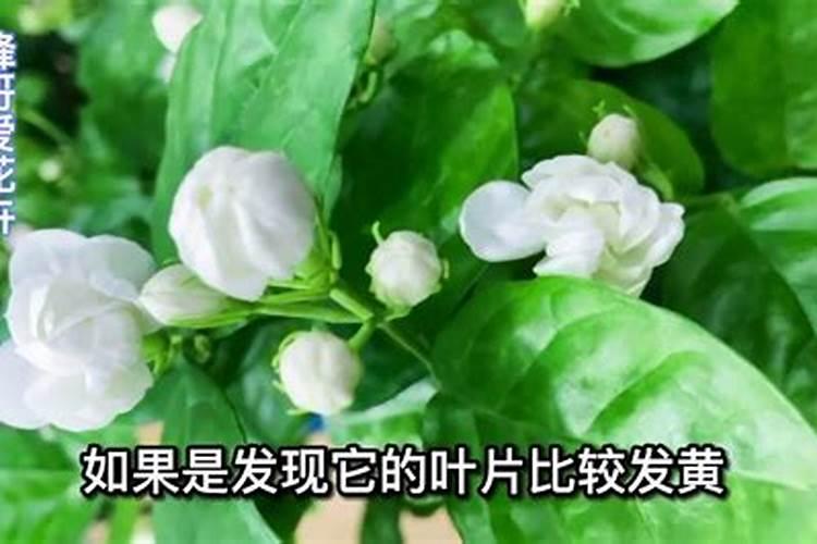 茉莉花在夏天如何管理和施肥