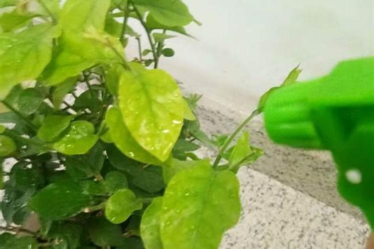 茉莉花的施肥方法