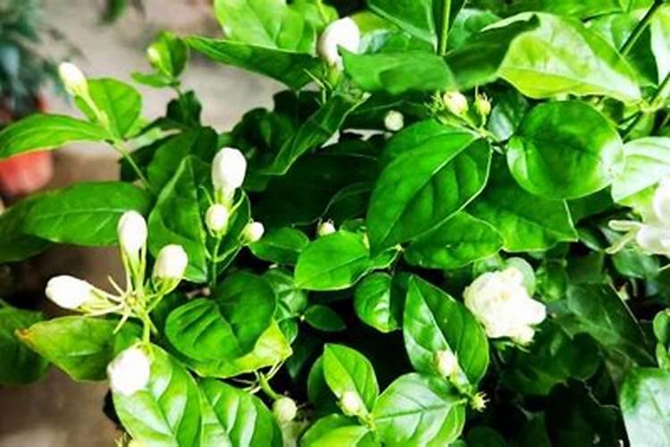 茉莉花各个时期应该如何施肥