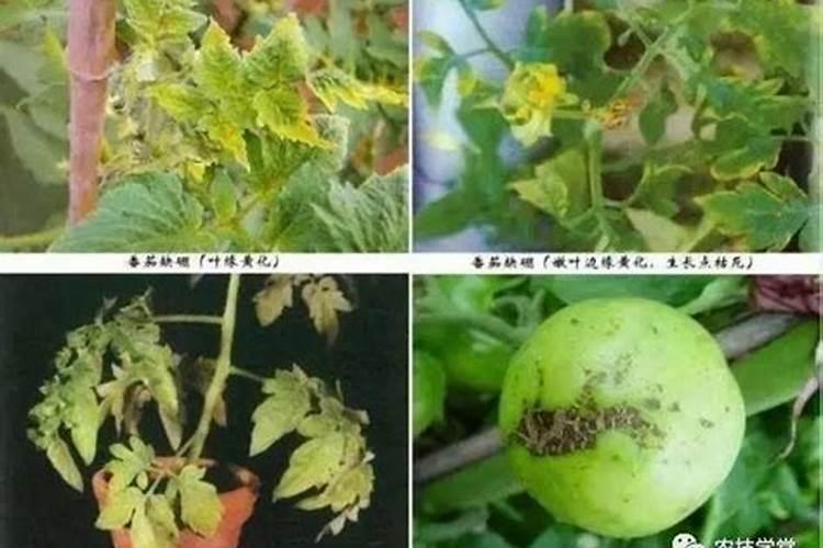 蔬菜缺硼肥的原因有哪些？