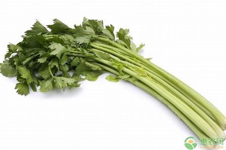 芹菜缺硼、缺钙的原因有哪些？芹菜专用肥用哪家可以高产？