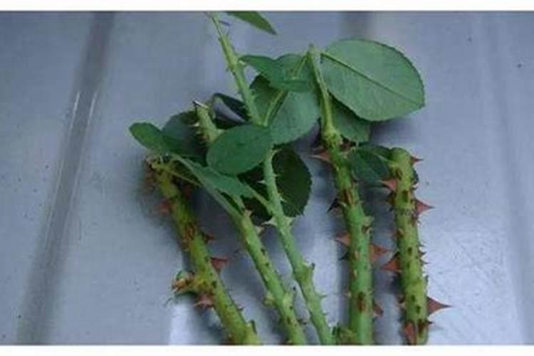 插技植物未生根,能喷洒叶面肥吗？