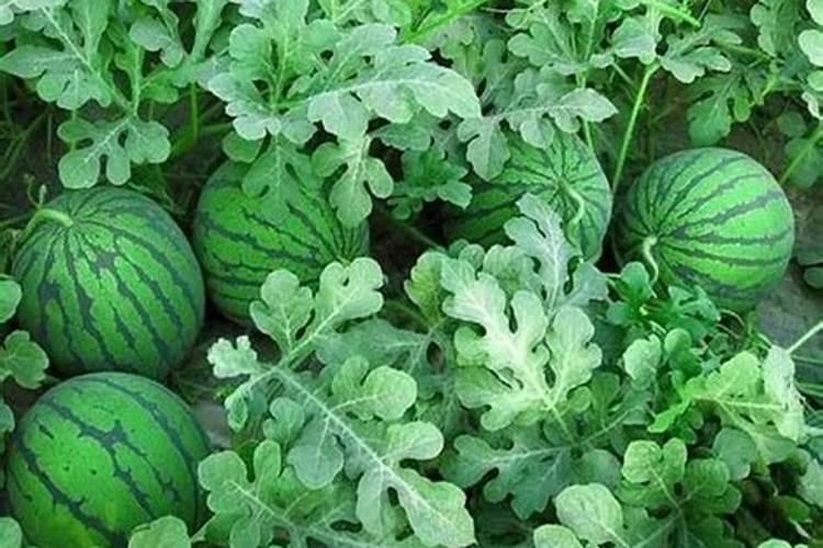 西瓜施什么肥最好