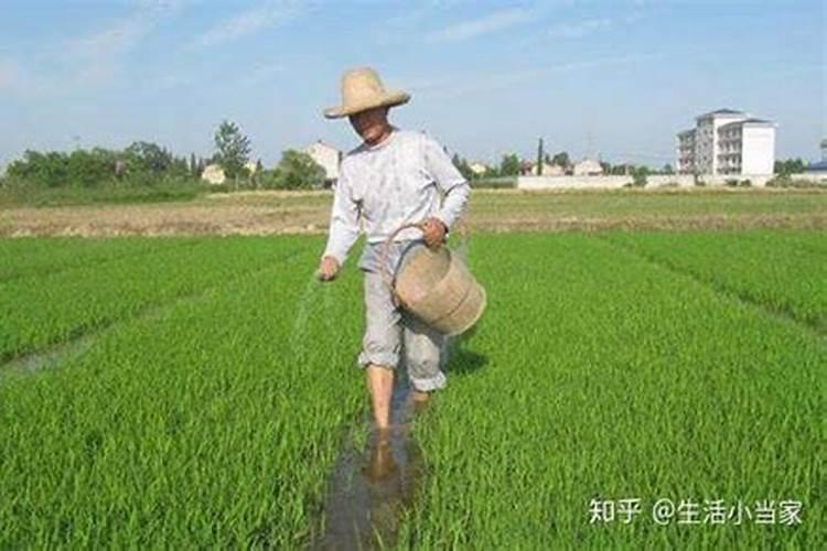 果农们注意了,想要磷肥施肥效果好请记住这几点!