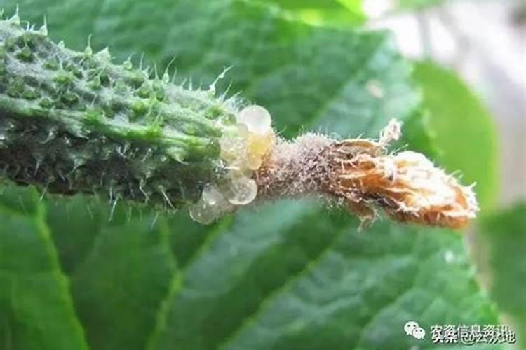 黄瓜流胶病用昆仑风抗病套餐能有效防治吗