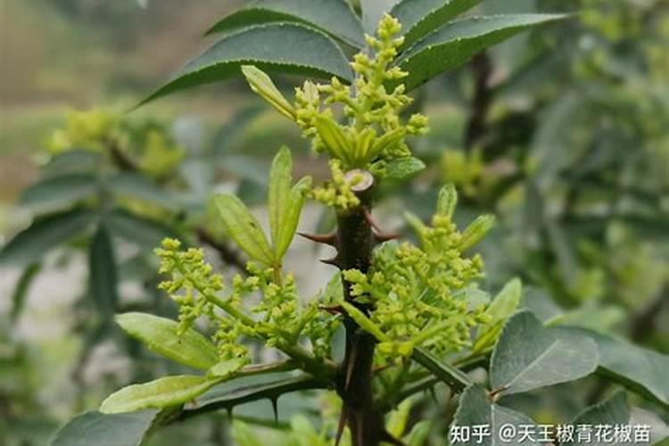 花椒保花保果用什么水溶肥好？花椒用什么肥料长得好？
