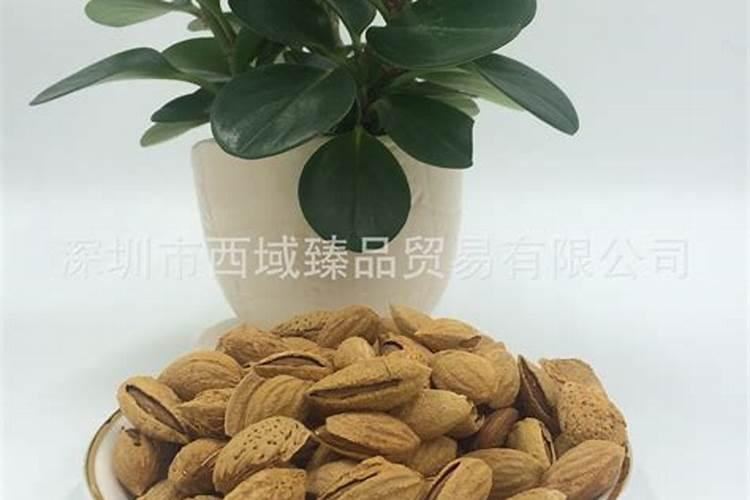 巴旦木绿植怎么养？