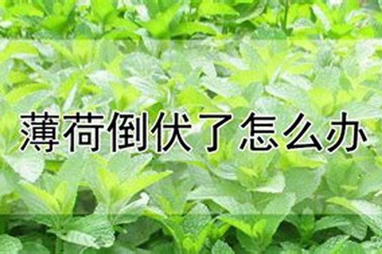 薄荷倒伏了,应该怎么处理呢？