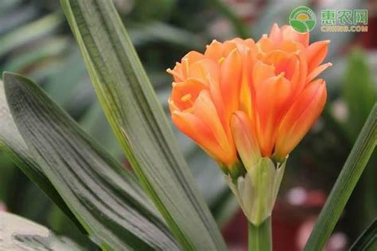 君子兰在什么时候施肥最好