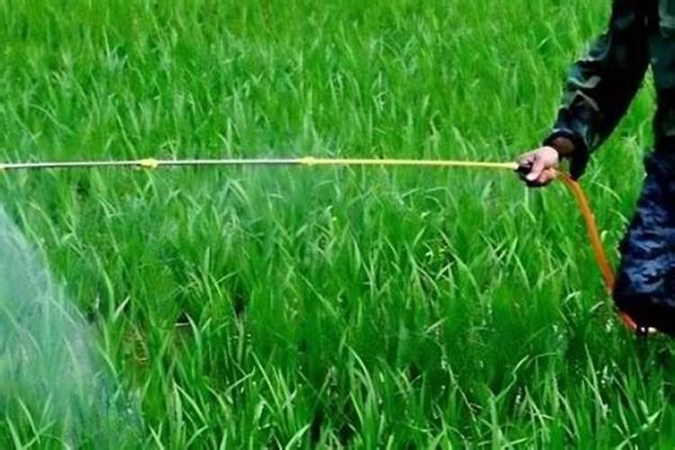 水稻浸种可以用920或芸苔素内酯不？请教老师些还有什么更好办法？