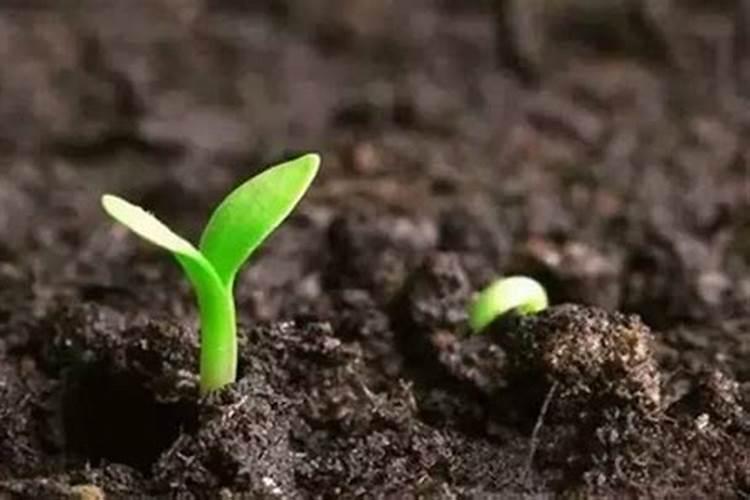 腐植酸复合肥效果怎么样？