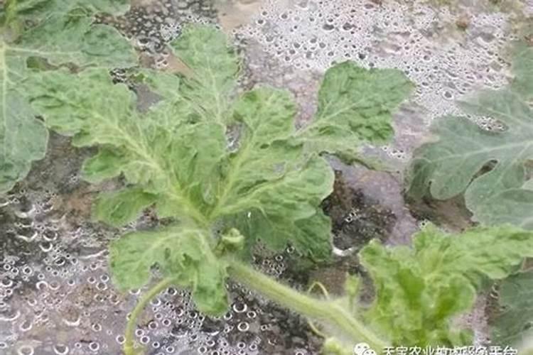西瓜甜瓜叶面发黄缺什么元素