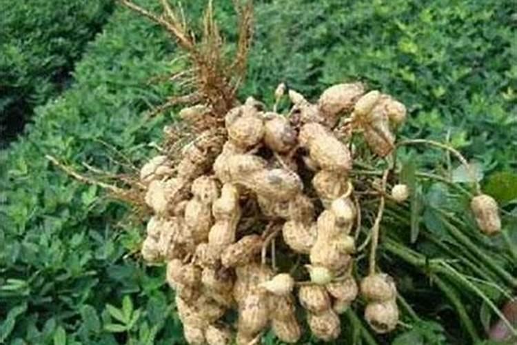 花生什么时候打芸苔素