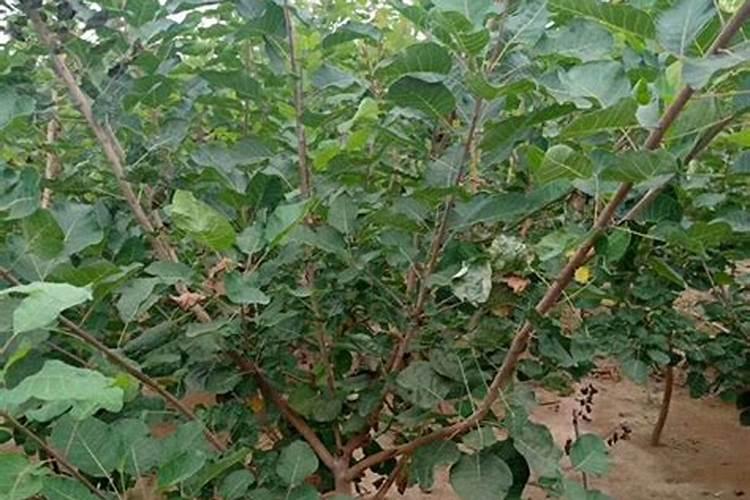 黄栌价格多少钱一棵？黄栌的种植技术