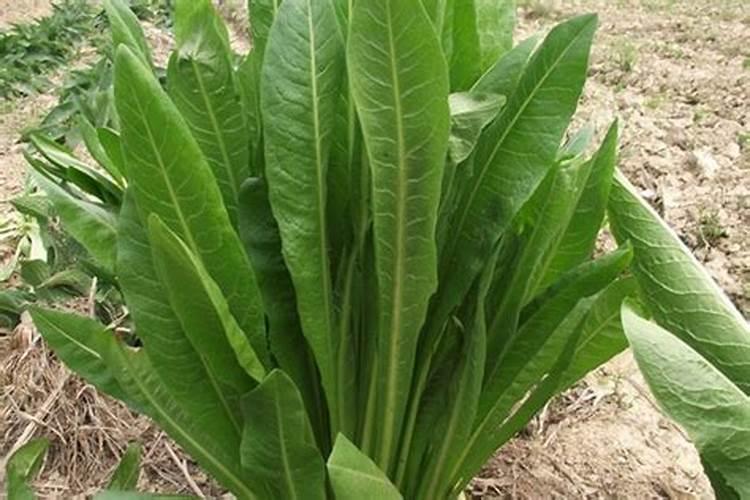 菊苣种子几月播种最好 多少钱一斤 种植方法