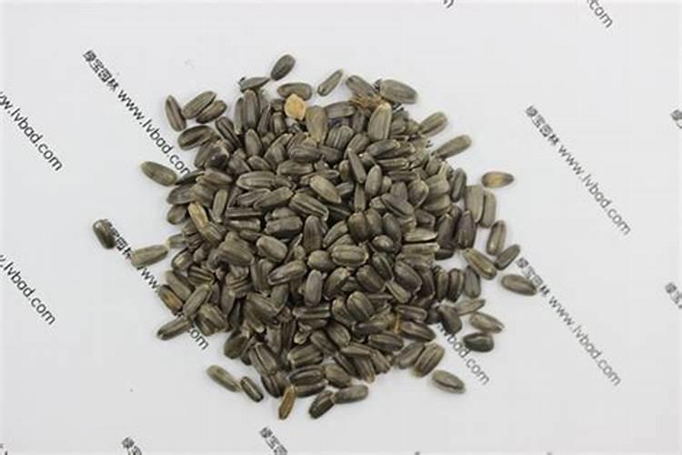 向日葵种子多少钱一斤？向日葵种子怎么种植？