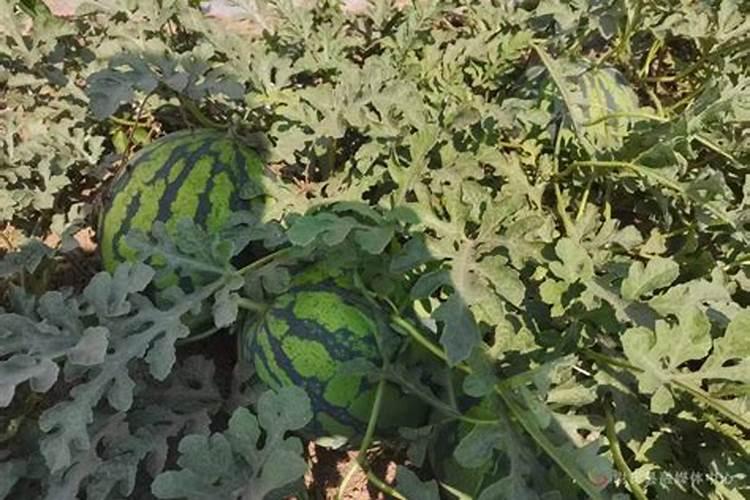 种一亩地西瓜大约要多少本钱？