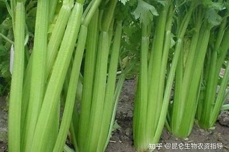 芹菜用什么肥料长得快