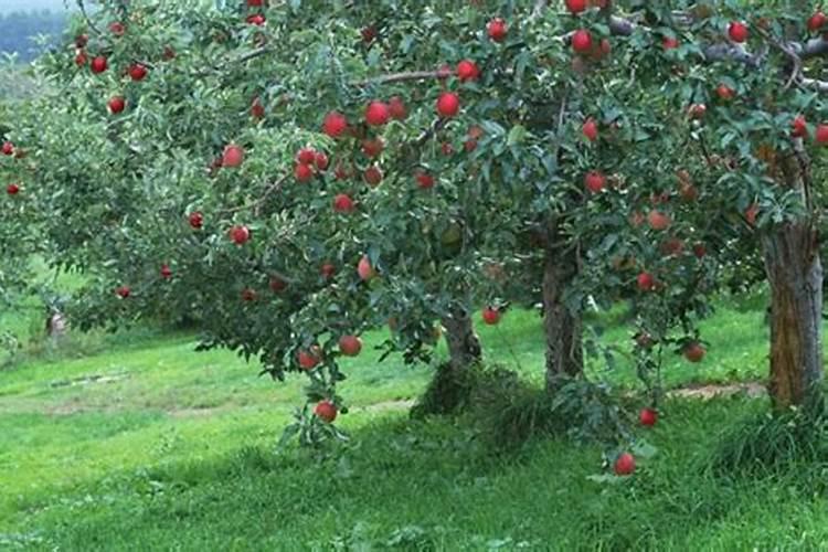 生物有机肥在果树上的用量及方法 关于生物有机肥在果树上的用量及方法...
