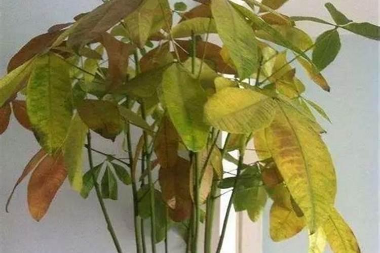 用什么能让生菜叶蹭蹭涨