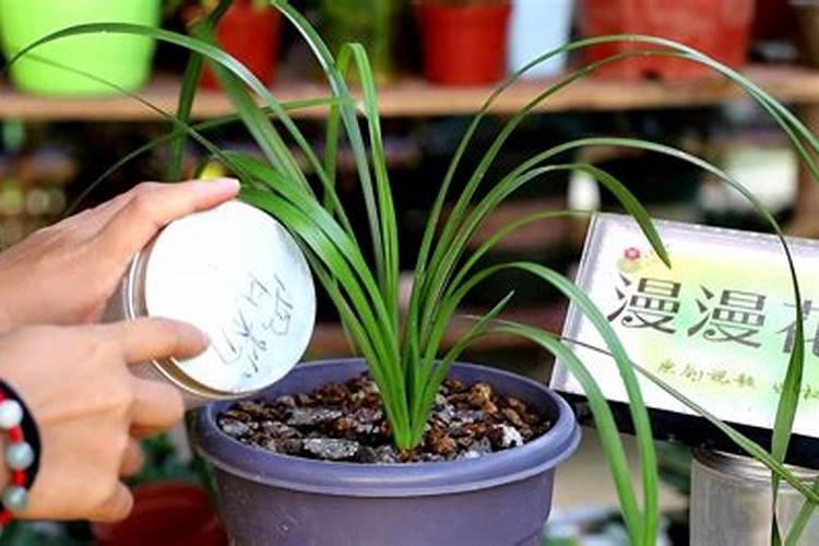 兰花什么时候施肥最好,兰花施肥用什么肥最好(氮磷钾肥)