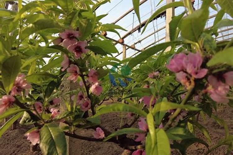 桃树保花保果冲施什么肥料好？桃树膨果期用什么化肥好？