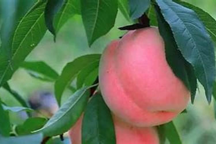 桃树硬核期施什么肥桃树硬核期怎么施肥