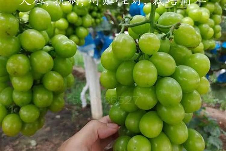 阳光玫瑰北方能种植吗