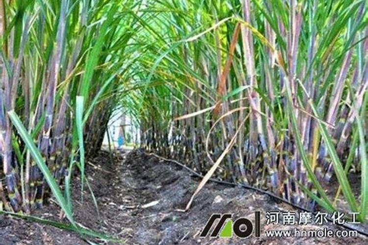 甘蔗施什么肥？