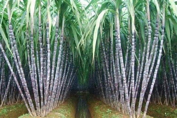 甘蔗施什么肥长得最快