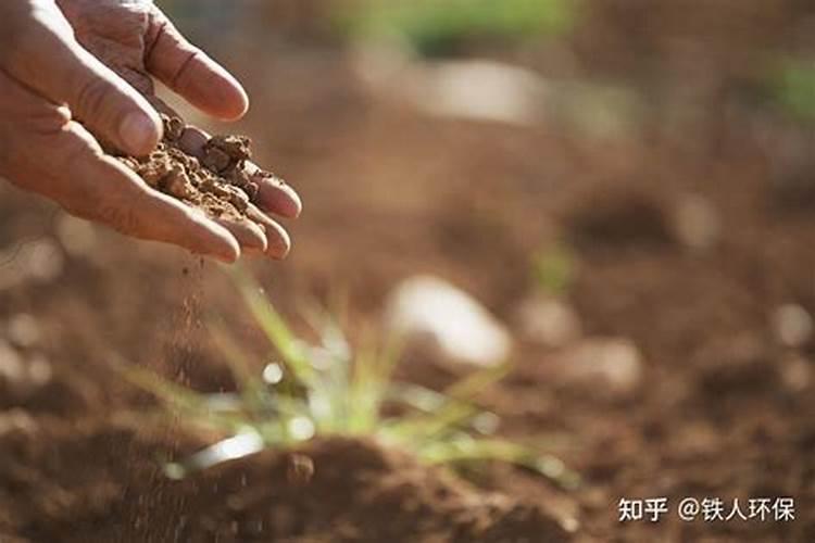 什么可以改良酸性土壤
