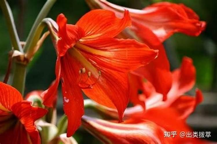 对红花不开花是怎么回事