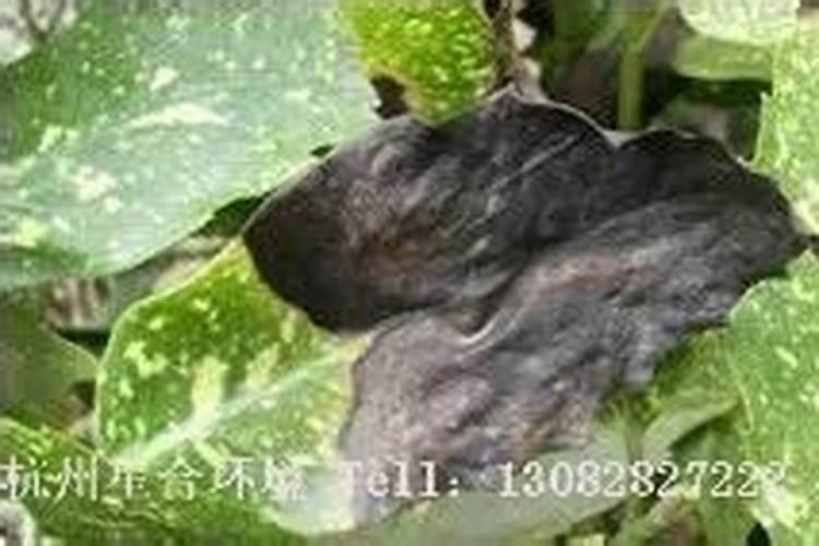 洒金珊瑚叶子和茎杆全都发黑是怎么回事？