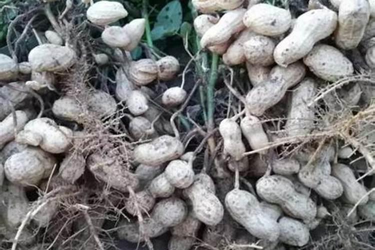 种植花生,如何施用钾和钙？