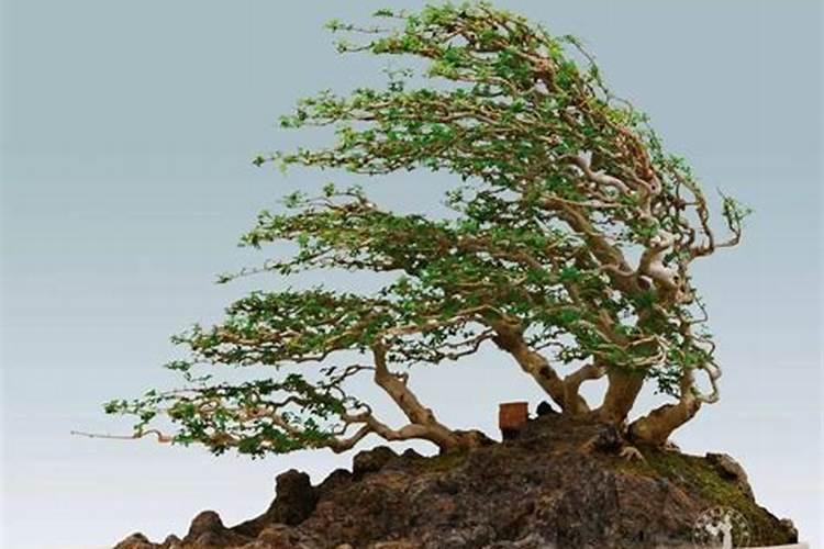 对节白蜡栽植和养护