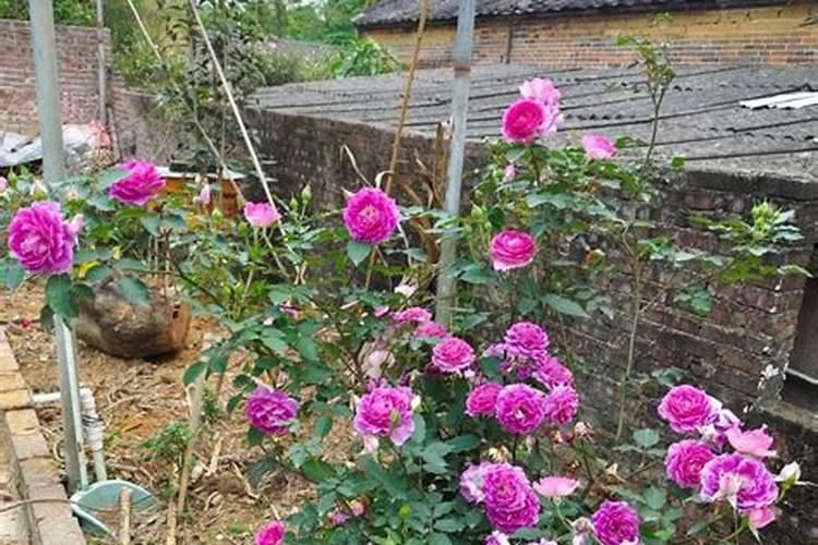 氮肥浇花多久一次 氮肥浇花需几天一次？