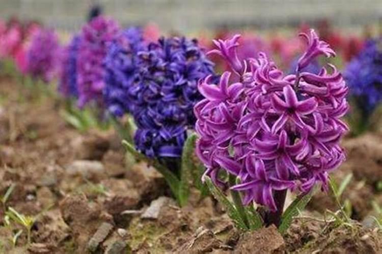 风信子施氮肥多少天