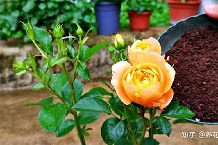 种花多久施一次肥 花草需施肥几次？